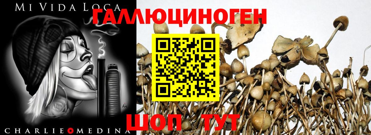 Псилоцибиновые грибы Cubensis Химки